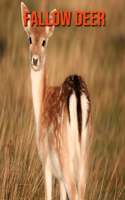 Fallow Deer: Fun Facts & Cool Pictures