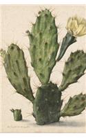 Pear Cactus in Bloom Antique Botanical Art Journal: 150 Page Lined Notebook/Diary