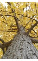 Yellow Leaves on a Gingko Tree in Autumn: 150 Page Lined Notebook/Diary