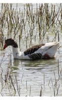 Beautiful Wild Duck in the Reeds on the Lake Journal