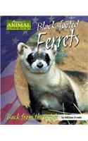Black-Footed Ferrets