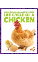 Life Cycle of a Chicken