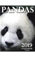 Pandas 2019 Calendar (UK Edition)