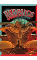 Bedbugs