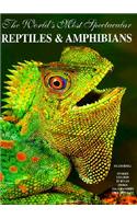 The World's Most Spectacular Reptiles and Amphinas