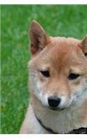 Super Cute Shiba Inu Puppy Dog Journal: Take Notes, Write Down Memories in this 150 Page Lined Journal
