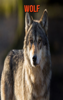 Wolf: Beautiful Pictures & Interesting Facts Children Book About Wolf