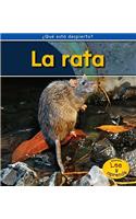 La Rata = Rats
