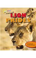 Lion Prides