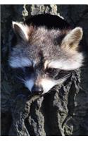 Young Raccoon Looking Out from the Den in a Tree Journal: 150 Page Lined Notebook/Diary