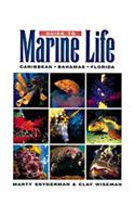 Guide to Marine Life: Caribbean-Bahamas-Florida