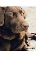 Dog Notebook
