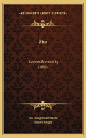 Ziva