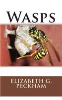 Wasps