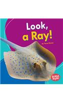 Look, a Ray!