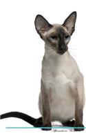 Balinese Cat Affirmations Workbook Balinese Cat Presents: Positive and Loving Affirmations Workbook. Includes: Mentoring Questions, Guidance, Supporting You.