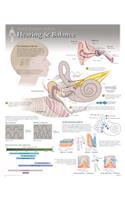 Hearing & Balance Wall Chart