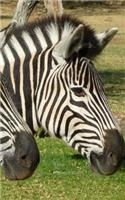 Zebras Password Keeper