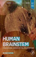 Human Brainstem