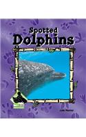 Spotted Dolphin