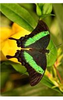 Full Display of an Emerald Swallowtail Butterfly Journal