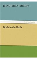 Birds in the Bush