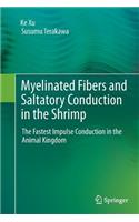 Myelinated Fibers and Saltatory Conduction in the Shrimp
