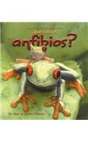 ¿Qué Son Los Anfibios? (What Is an Amphibian?)