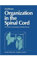 Organization in the Spinal Cord