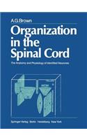 Organization in the Spinal Cord