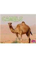 Camels