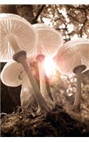 Ethereal Sunlit Mushrooms in an Autumn Forest Journal: 150 Page Lined Notebook/Diary