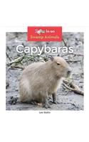 Capybaras