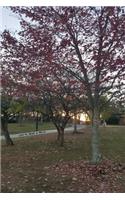 Let's Take a Walk