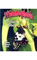 Metamorphosis: Changing Bodies: Changing Bodies