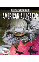 American Alligator