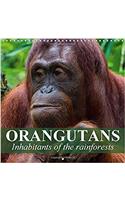 Orangutans Inhabitants of the Rainforests 2018