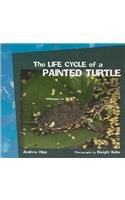 Life Cycle of a Painted Turtle