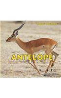 Antelope