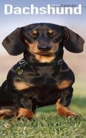 Dachshund Slim Calendar 2019