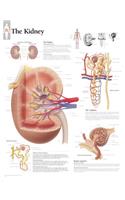 Kidney Chart: Wall Chart