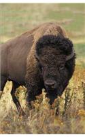 Bison Blank Journal