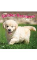 Golden Retriever Puppies 2021 Square
