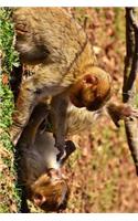 A Pair of Barbary Macaques Playing Journal