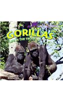Gorillas
