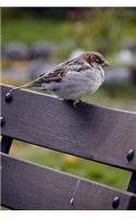 A Chubby Little Sparrow Perched on a Bench Journal: 150 Page Lined Notebook/Diary