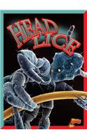 Head Lice