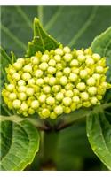 Hydrangea Flower Buds Journal