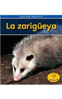 La Zarigüeya