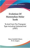 Evolution Of Mammalian Molar Teeth